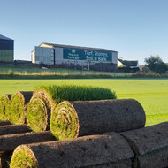 Turf or Seed - What's right for you?