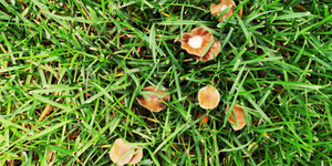 Unexpected Garden Guests? - Why Mushrooms Appear in Lawns.