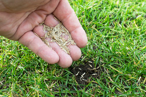 A Fresh Start - How to Refresh a Tired Lawn in 5 Easy Steps