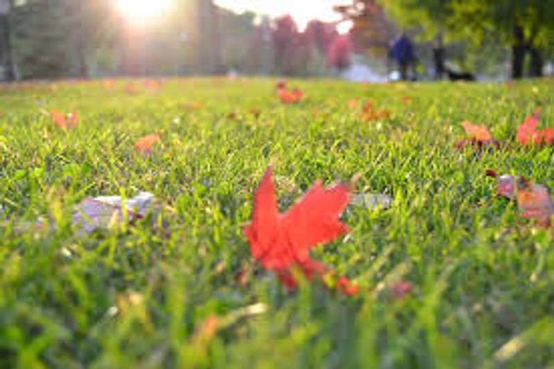 Lawn Care tasks you should be doing in autumn Lawn Care tasks you should be doing in autumn