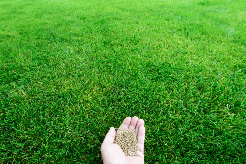 Creating a New Lawn From Seed Creating a New Lawn From Seed