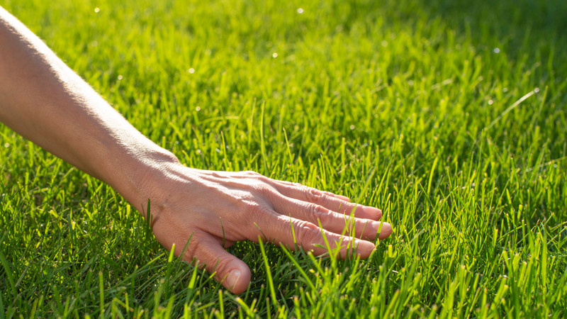 7 Steps to a Summer Ready Lawn