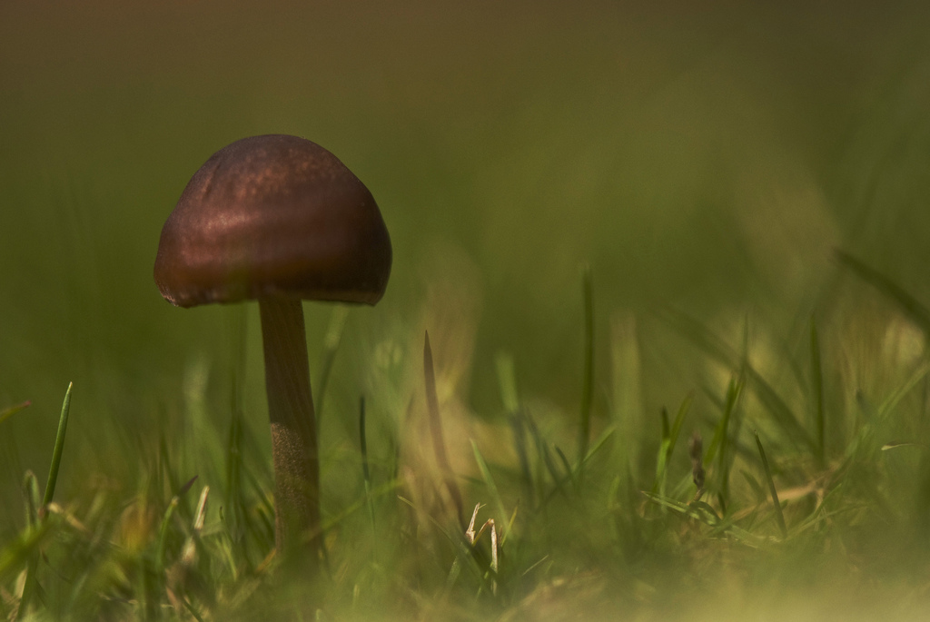 Mushrooms in your lawn - not as bad you first think! - Peacock Turfscape