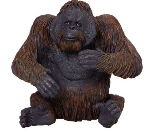 Mojo - Orangutan
