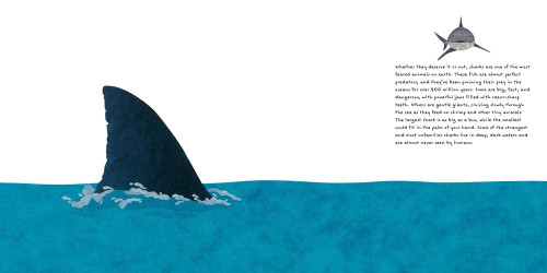 The Shark Book : Steve Jenkins