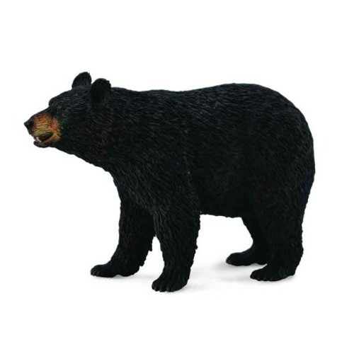 American Black Bear