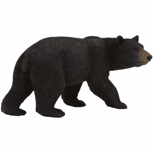 Mojo - American Black Bear