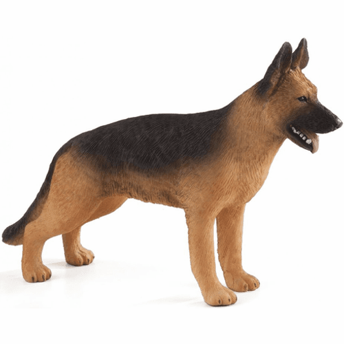 Mojo - German Shepherd