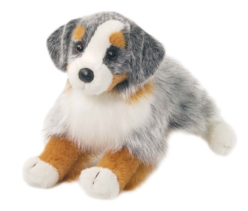 Sinclair - Australian Shepard 16