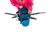 Atlantis Blue|Bleu atlantide|ALT