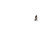 Black|Noir|ALT