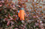 International Orange|Orange international|ALT
