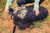 Forest Black|Forêt noire|ALT