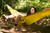 Yellow/Steel|Jaune/Acier|ALT