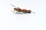 Foam Hopper Tan Dry Fly Fishing Fly Foam Hopper Tan Dry Fly Fishing Fly