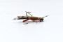 Foam Hopper Tan Dry Fishing Fly Foam Hopper Tan Dry Fishing Fly