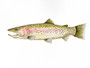 Ragati Red Trout Painting Ragati Red Trout Painting