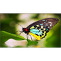 NEC Display 55 Ultra-Narrow Bezel Professional-Grade Display - 55 LCD - 1920 x 1080 - Direct LED - 700 cdm178 - 1080p - HDMI - - UN552