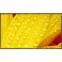 Sharp 43" Ultra High Definition Professional Display - 43" LCD - In-plane Switching (IPS) Technology - High Dynamic Range (HDR) - 24 - (Fleet Network)