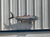 42 Inch Amberjack Fish Full Mount - Side View