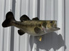 21 Inch Largemouth Bass Fish Full Mount - Side View