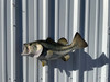 23 Inch Largemouth Bass Full Mount Fish Replica