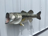 23 Inch Largemouth Bass Full Mount - Head View