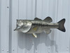 23 Inch Largemouth Bass Fish Mount - Side View
