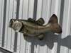 25 Inch Left Facing Largemouth Bass Fish Mount - Flank View