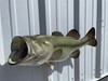 25 inch largemouth bass fish mount for sale