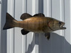 16 Inch Smallmouth Bass Full Mount - Side View