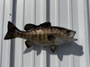 In Stock 20 Inch Smallmouth Bass Full Fish Mount - Side View