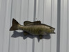 In Stock 20 Smallmouth Bass Fish Mount