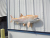 52" Bighead Carp Fish Mount