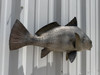 25 Inch Black Drum Full Wall Mount Replica - Flank View