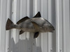 25 Inch Black Drum Fish Full Mount - Side View