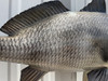 25 Inch Black Drum Fish Mount - Scale Detail