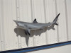 41 Inch Balcktip Shark Full Mount - Side View