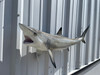 41 inch blacktip shark mount for sale