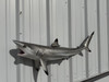 41 inch blacktip shark mount for sale