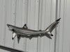 41 inch blacktip shark reproduction for sale