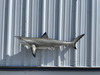 In Stock 49 Inch Blacktip Shark Mount - Flank View
