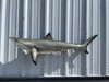 In Stock 49 Inch Blacktip Shark Mount - Side View