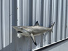 In Stock 49 Inch Blacktip Shark Mount - Mouth View