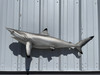 In Stock 49 Inch Blacktip Shark Mount - Side View In Stock 49 Inch Blacktip Shark Mount - Side View