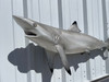 In Stock 49 Inch Blacktip Shark Mount - Face View In Stock 49 Inch Blacktip Shark Mount - Face View