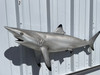 In Stock 49 Inch Blacktip Shark Mount - Head View In Stock 49 Inch Blacktip Shark Mount - Head View