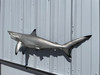 In Stock 49 Inch Blacktip Shark Mount - Flank View In Stock 49 Inch Blacktip Shark Mount - Flank View