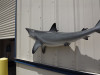 51 inch blacktip shark replica