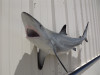 51 inch blacktip shark full mount